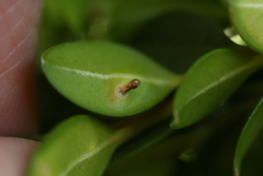 Moscerino su bosso: fam. Cecidomyiidae (cf.)